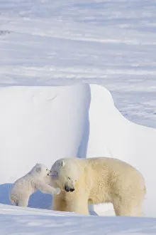 Animal Den Prints: Polar bear (Ursus maritimus) sow plays with her spring cub outside their den in late winter