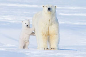 Carnivores Gallery: Polar bear (Ursus maritimus) sow standing with her cub outside their den in late winter
