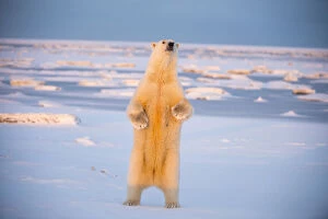 Arctic Ocean Gallery: Polar bear (Ursus maritimus) sow standing along snow covered Bernard Spit, off the 1002 Area