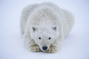 Juvenile Prints: Polar bear (Ursus maritimus) spring cub resting on newly formed pack ice