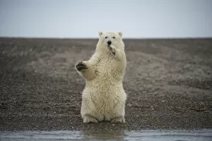 Arctic National Park Gallery: Polar bear (Ursus maritimus) spring cub sitting upright on hind legs balancing, Bernard Spit