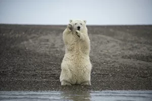 Images Dated 2nd October 2014: Polar bear (Ursus maritimus) spring cub sitting upright on hind legs balancing, Bernard Spit