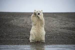Polar bear (Ursus maritimus) spring cub sitting upright on hind legs balancing, Bernard Spit