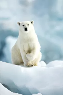 Ursidae Gallery: Polar bear (Ursus maritimus) standing on ice. Svalbard, Norway, July