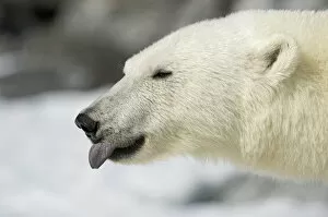Polar Bear (Ursus maritimus) sticking tongue out, Svalbard, Norway. July