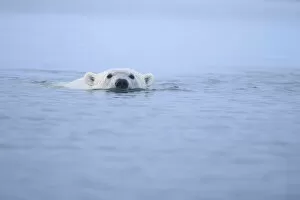 Ursidae Gallery: Polar bear (Ursus maritimus) swimming at surface of Beaufort Sea, Alaska, USA