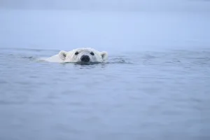 Polar bear (Ursus maritimus) swimming at surface of Beaufort Sea, Alaska, USA