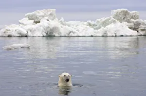 Polar bear (Ursus maritimus) swimming in the water in front of an iceberg, Beaufort Sea