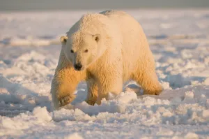Polar bear (Ursus maritimus) tagged female with wet matted fur walks over newly forming pack ice