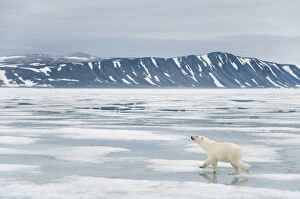Polar bear (Ursus maritimus) traveling along the coast on sea ice in search of seals