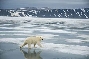 Polar bear (Ursus maritimus) traveling along the coast on sea ice in search of seals