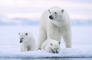 Polar bear (Ursus maritimus) and her twin cubs (age 6 months