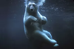 Polar bear (Ursus maritimus) underwater view swimming in a pool, Anchorage Zoo, Alaska, USA