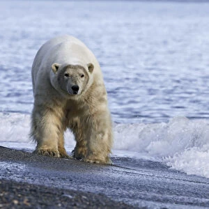 Sergey Gorshkov Collection: Polar bear (Ursus maritimus) walking along beach, Wrangel Island, Far Eastern Russia
