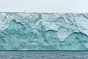 Ursus Gallery: Polar bear (Ursus maritimus) walking on Champ Island glacier above the sea