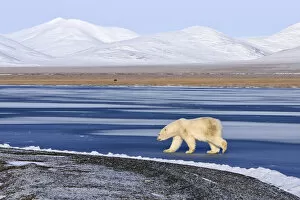 Sergey Gorshkov Gallery: Polar bear (Ursus maritimus) walking along coast of Wrangel Island, Far Eastern Russia