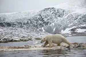 Polar bear (Ursus maritimus) walking on dead whale carcass, Svalbard, Norway, September