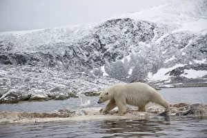Polar bear (Ursus maritimus) walking on dead whale carcass, Svalbard, Norway, September