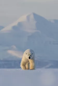 Polar bear (Ursus maritimus) walking across ice, snow covered mountain in background