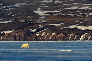 Polar Bear (Ursus maritimus) walking on icepack with arctic coast in the background