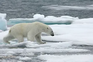Images Dated 9th July 2008: Polar bear (Ursus maritimus) walking over sea ice, Moselbukta, Svalbard, Norway