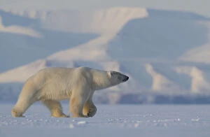 Polar bear (Ursus maritimus) walking in snow, Svalbard, Norway, April