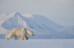 2018 September Highlights Collection: Polar bear (Ursus maritimus) walking in snow, Svalbard, Norway, April