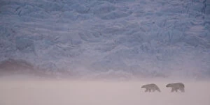 Polar bear (Ursus maritimus) two walking in snowy landscape. Svalbard, Norway, April 2018