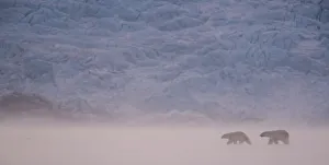 Ursus Polaris Prints: Polar bear (Ursus maritimus) two walking in snowy landscape. Svalbard, Norway, April 2018