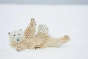 Stretching Gallery: Polar bear (Ursus maritimus) yearling rolling around on newly formed pack ice, Beaufort Sea
