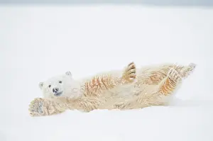 Juvenile Prints: Polar bear (Ursus maritimus) yearling rolling around on newly formed pack ice