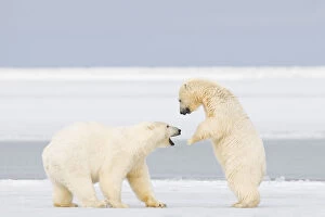 Polar bear (Ursus maritimus) two years, plays with a spring cub on newly formed pack