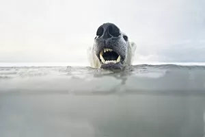 Polar bear (Ursus maritimus) young bear in freezing water during autumn freeze up
