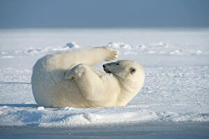 Threatened Gallery: Polar bear (Ursus maritimus) young bear rolling around in the snow, on newly formed