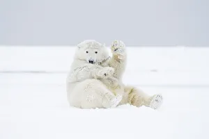 Funny Prints: Polar bear (Ursus maritimus) young male playing / rolling around in the snow along