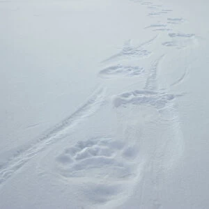 Arctic Gallery: Polar bear (Ursus martimus) footprints in snow, Wrangel Island, Far Eastern Russia, March