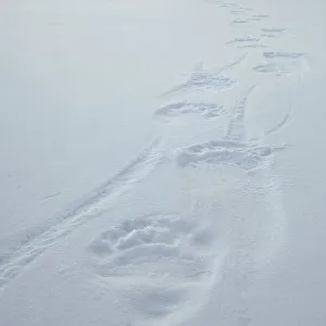 Images Dated 28th March 2011: Polar bear (Ursus martimus) footprints in snow, Wrangel Island, Far Eastern Russia, March