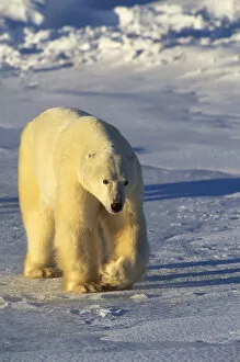 Action Gallery: Polar bear walking {Ursus maritimus} Hudson Bay, Canada