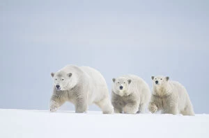 Animal Family Gallery: Polar bears (Ursus maritimus) female with cubs aged two years travelling along a