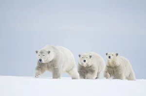 Small Group Of Animals Prints: Polar bears (Ursus maritimus) female with cubs aged two years travelling along a