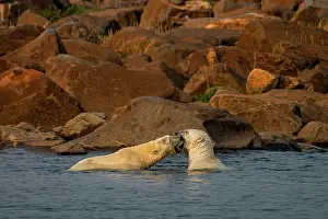 Ursus Polaris Prints: Two Polar bears (Ursus maritimus) fighting in shallow water to test their relative strength