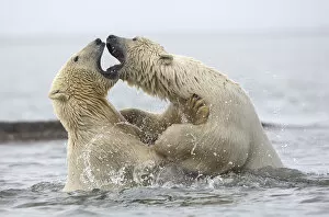 Aggression Gallery: Polar bears (Ursus maritimus) fighting in water. Beaufort Sea, Kaktovik, Alaska, USA