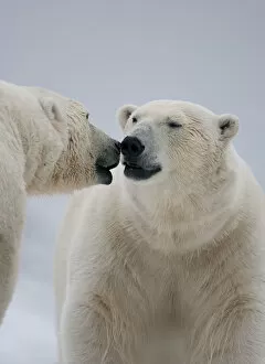 Two Polar bears (Ursus maritimus) interacting, Svalbard, Norway, September 2009