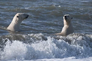 Polar bears (Ursus maritimus) juveniles playing in waves, Wrangel Island, Far Eastern Russia
