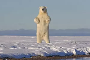 2018 November Highlights Gallery: Polar bears (Ursus maritimus) standing up on hind legs, barrier island outside Kaktovik