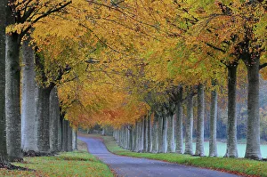 Pollarded Beech (Fagus sylvatica) tree avenue in autumn, Moor Crichel, Dorset. UK. November