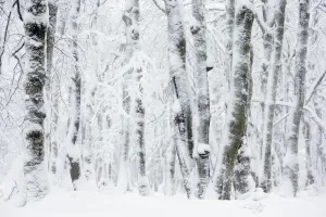 Pollarded European / Common beech tree (Fagus sylvatica) trees covered in snow, Hohneck