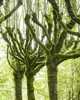 Pollarded limes trees (Tilia cordata)covered in moss and ivy, Pierrefitte, France