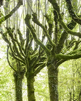 Mallow Prints: Pollarded limes trees (Tilia cordata)covered in moss and ivy, Pierrefitte, France
