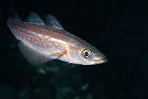 Silver Colour Prints: Pollock (Pollachius sp.) juvenile